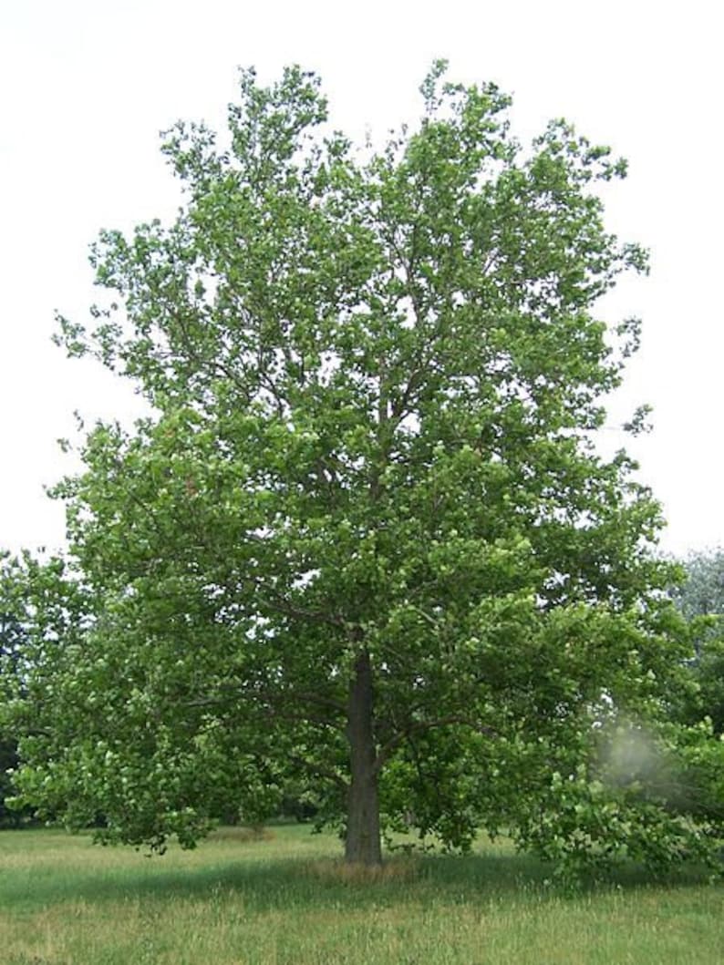 American Plane Tree 4" Container Sycamore Platanus Occidentalis - 2 Bareroot Trees for Landscaping & Shade