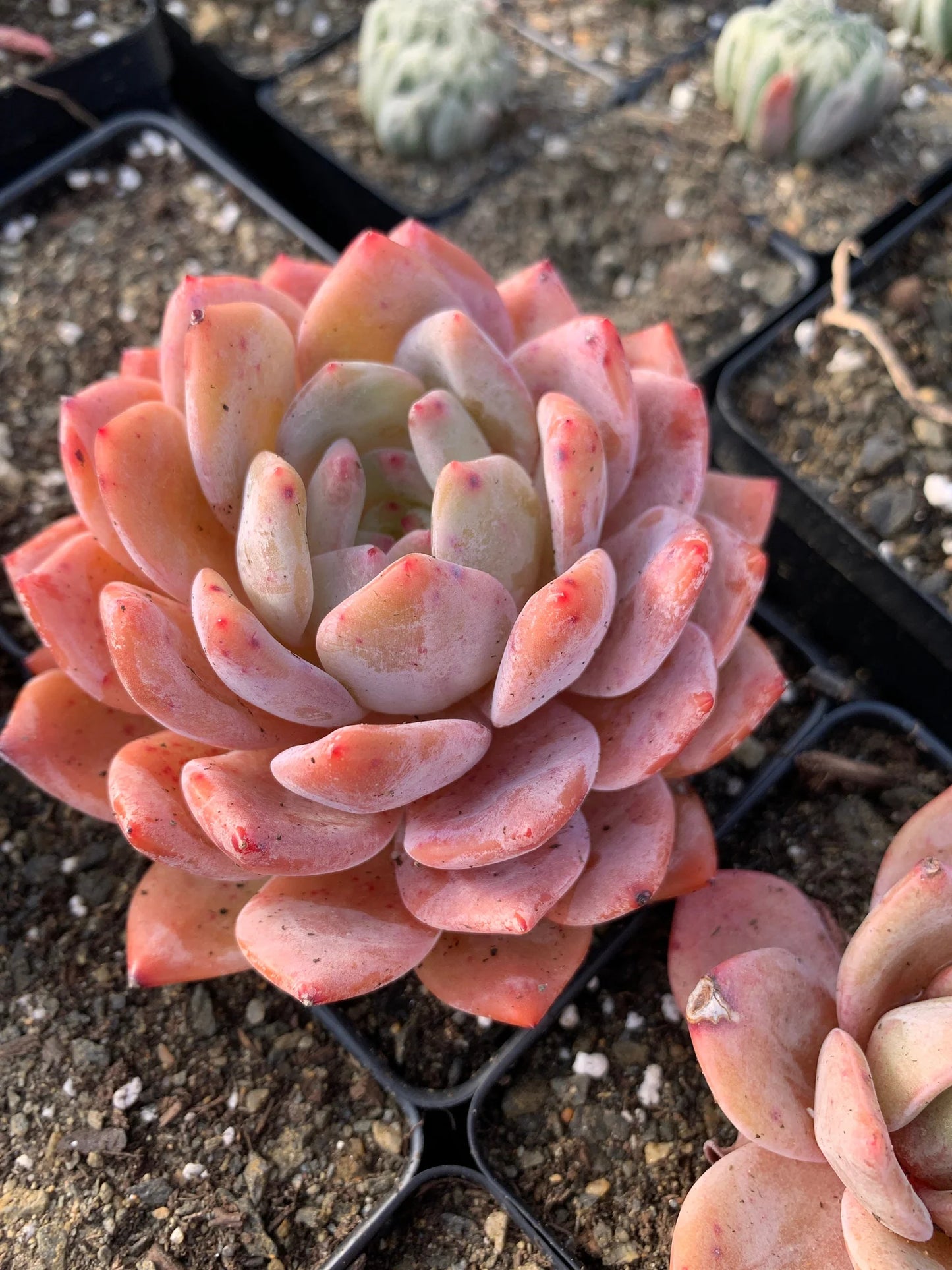 Echeveria Orange Monroe β Rare Succulent Plant 2β | Live Bare Root | Easy Care Pastel Echeveria | Indoor Outdoor