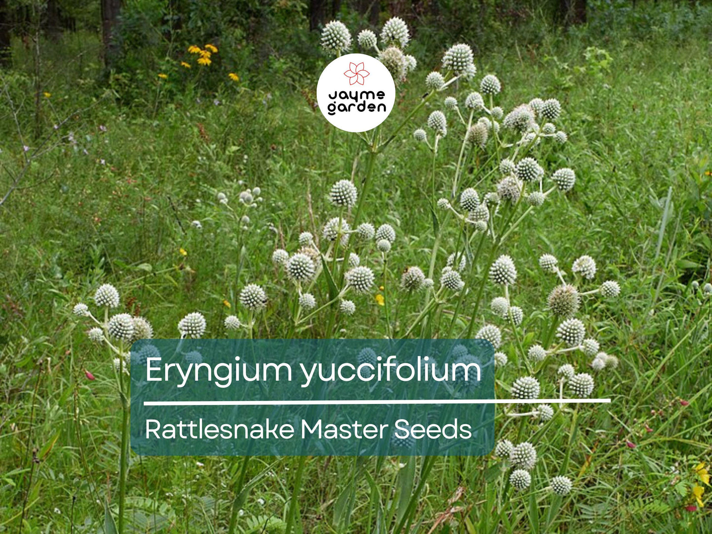 250 Seeds Eryngium Yuccifolium | Rattlesnake Master Seeds for Planting | Unique Spiky Flower | Drought-Tolerant Native Perennial