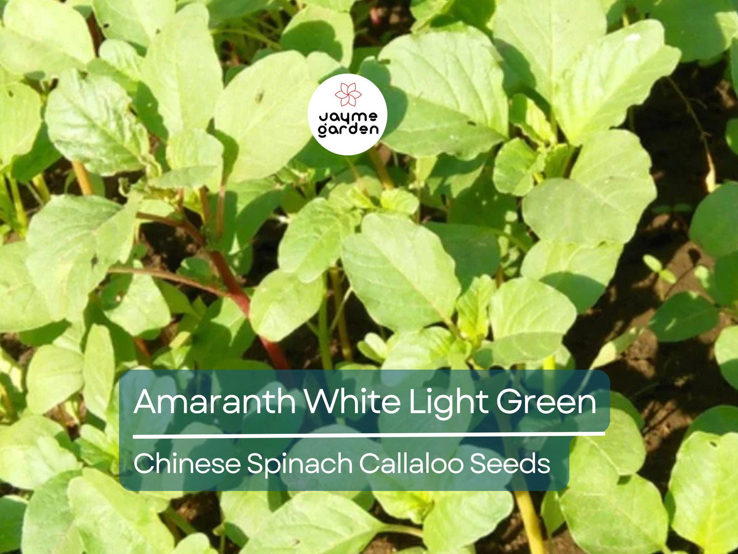 500 Seeds Edible Amaranth White (Light Green) | Nutritious Vegetable Seeds for Planting | Fast Growin Heat & Drought Tolerant Leafy Callaloo