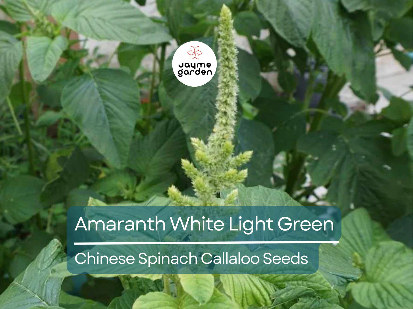 500 Seeds Edible Amaranth White (Light Green) | Nutritious Vegetable Seeds for Planting | Fast Growin Heat & Drought Tolerant Leafy Callaloo