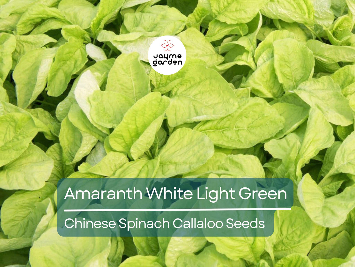 500 Seeds Edible Amaranth White (Light Green) | Nutritious Vegetable Seeds for Planting | Fast Growin Heat & Drought Tolerant Leafy Callaloo