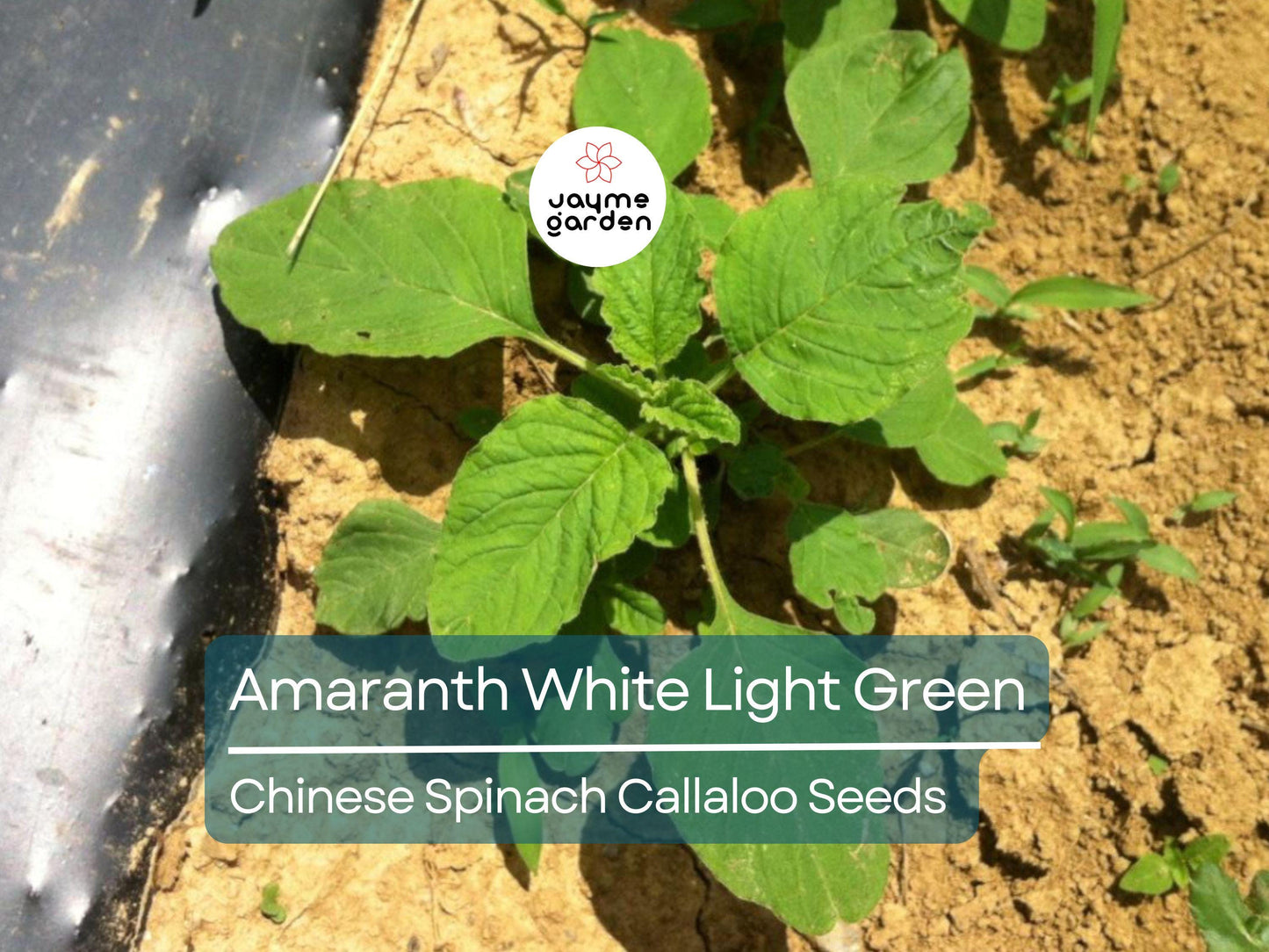 500 Seeds Edible Amaranth White (Light Green) | Nutritious Vegetable Seeds for Planting | Fast Growin Heat & Drought Tolerant Leafy Callaloo