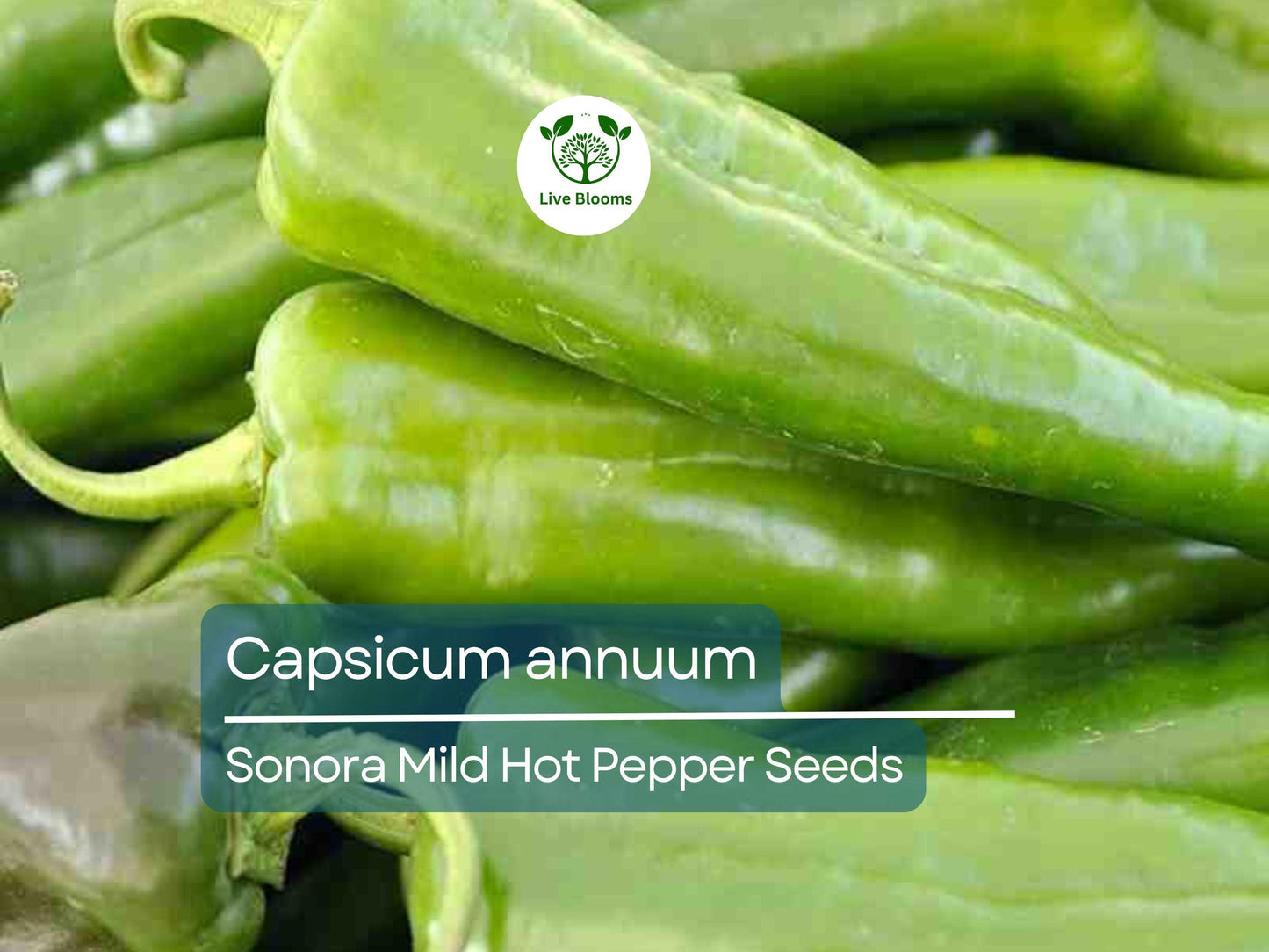 250 mg Sonora Mild Hot Pepper Seeds - Capsicum annuum | Heirloom Pepper for Planting, Gardening & Cooking | Mild Heat, Great Flavor