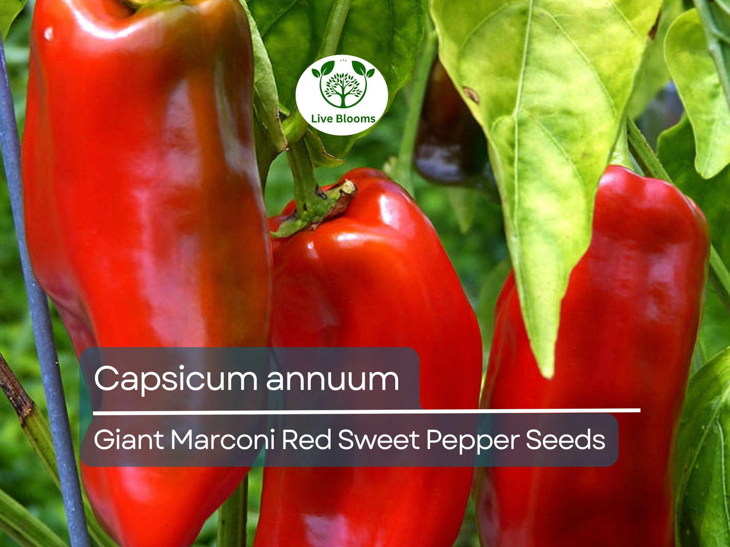 250 mg Giant Marconi Red Sweet Pepper Seeds - Capsicum annuum | Heirloom Sweet Pepper for Planting, Gardening & Culinary Use