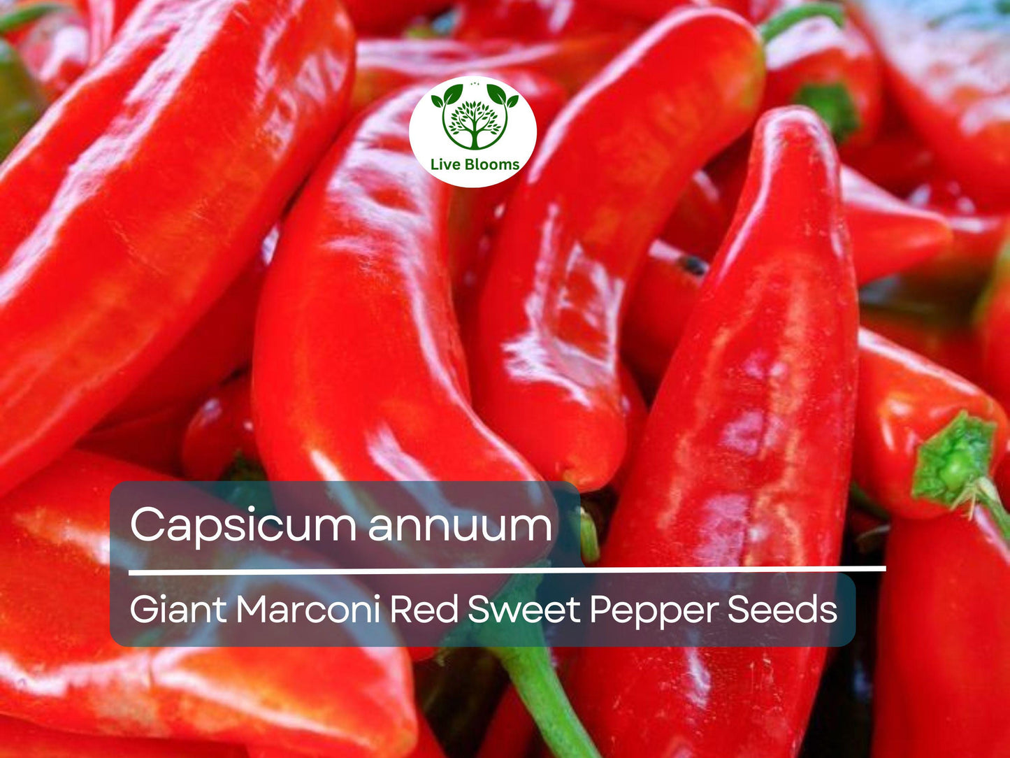 250 mg Giant Marconi Red Sweet Pepper Seeds - Capsicum annuum | Heirloom Sweet Pepper for Planting, Gardening & Culinary Use
