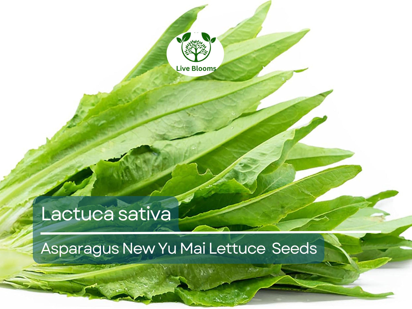 300 Asparagus Lettuce Seeds - New Yu Mai | Lactuca sativa | Unique Stem & Leaf Lettuce for Planting, Asian Cuisine, Crisp Texture