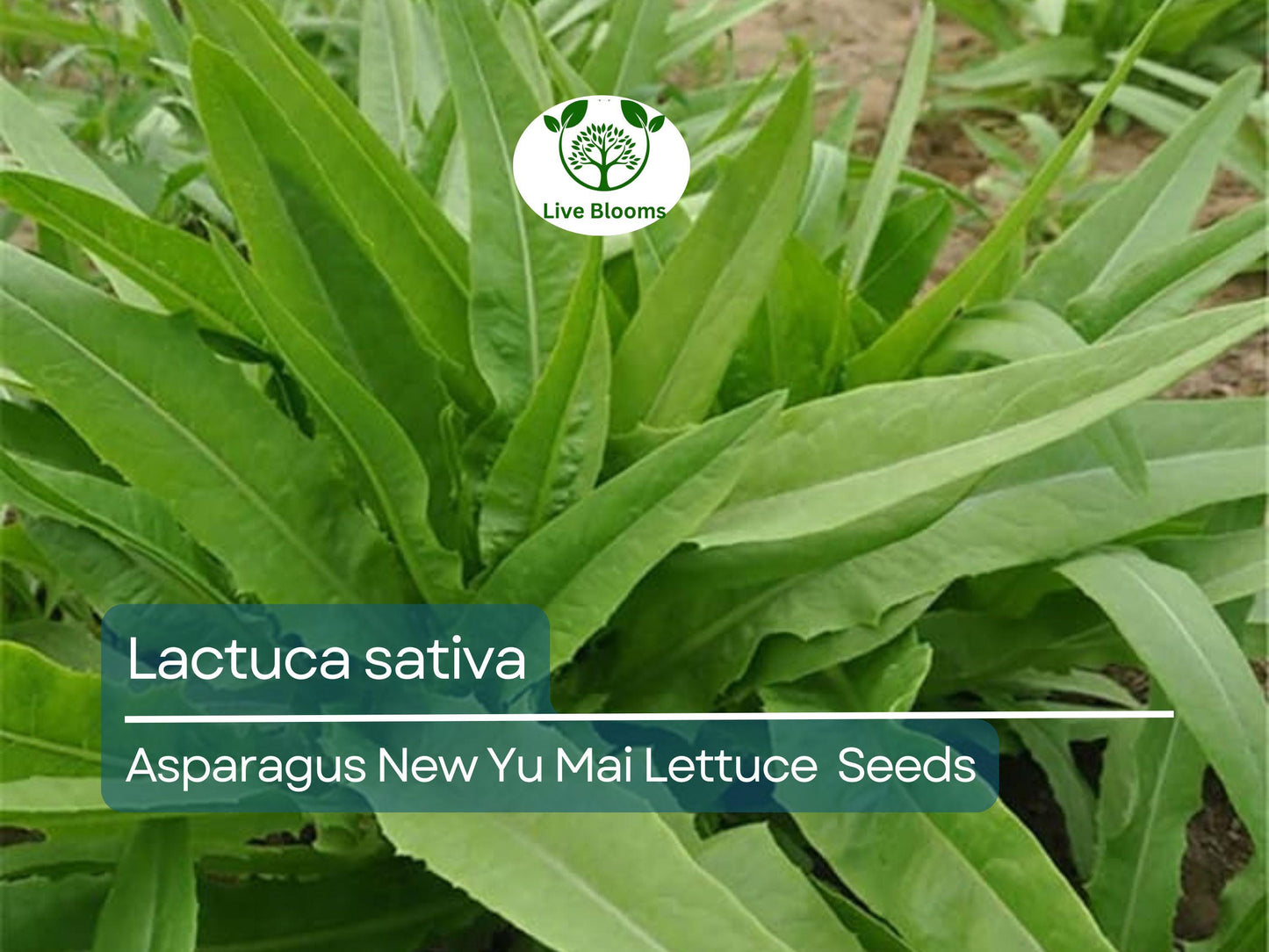 300 Asparagus Lettuce Seeds - New Yu Mai | Lactuca sativa | Unique Stem & Leaf Lettuce for Planting, Asian Cuisine, Crisp Texture