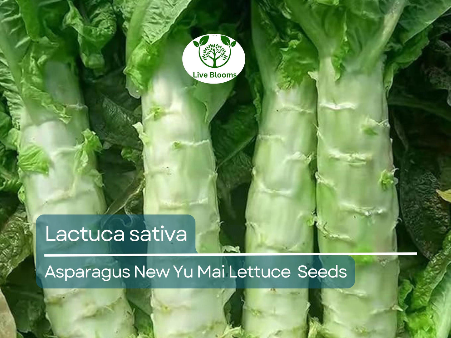 300 Asparagus Lettuce Seeds - New Yu Mai | Lactuca sativa | Unique Stem & Leaf Lettuce for Planting, Asian Cuisine, Crisp Texture