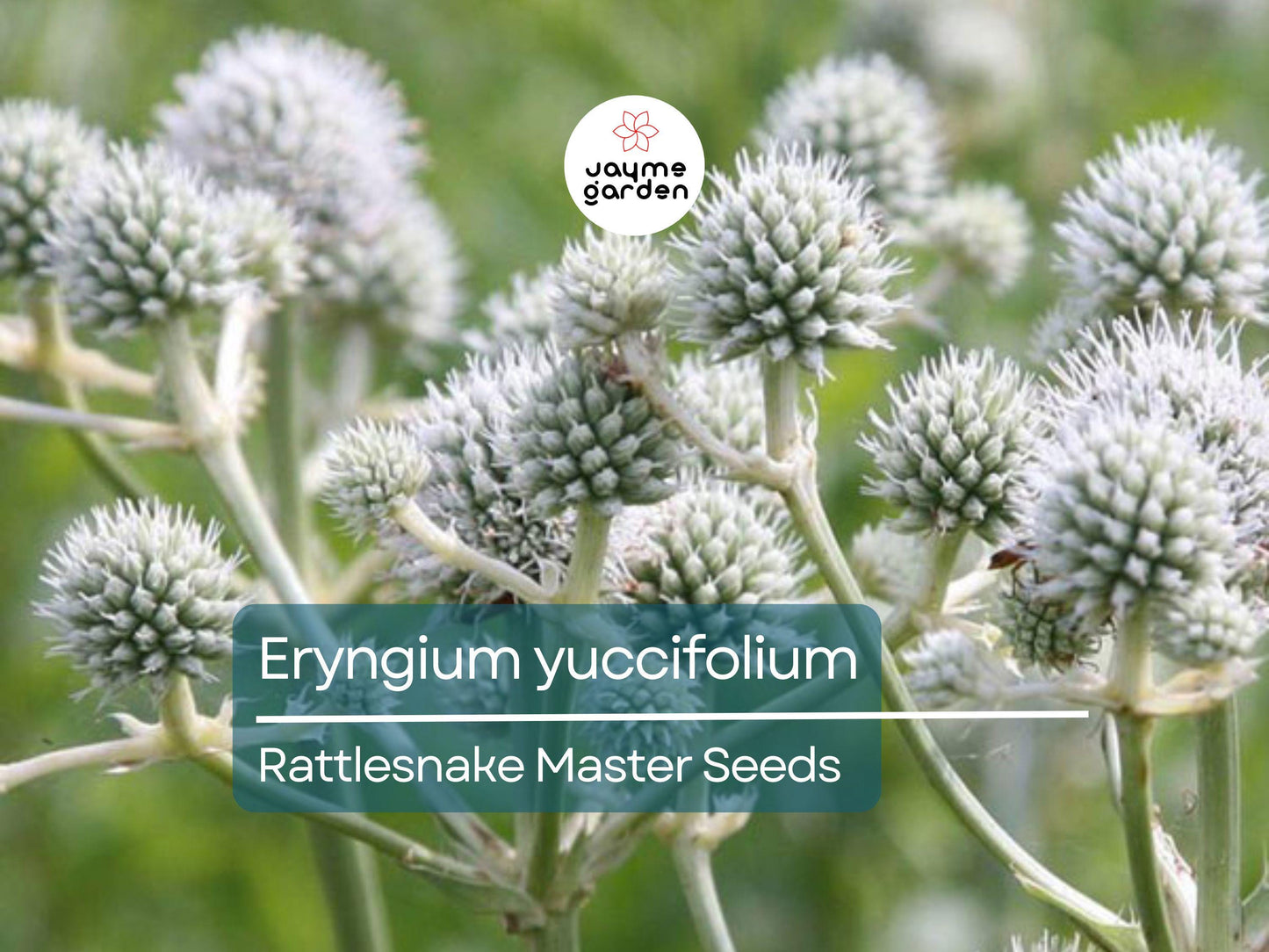 250 Seeds Eryngium Yuccifolium | Rattlesnake Master Seeds for Planting | Unique Spiky Flower | Drought-Tolerant Native Perennial
