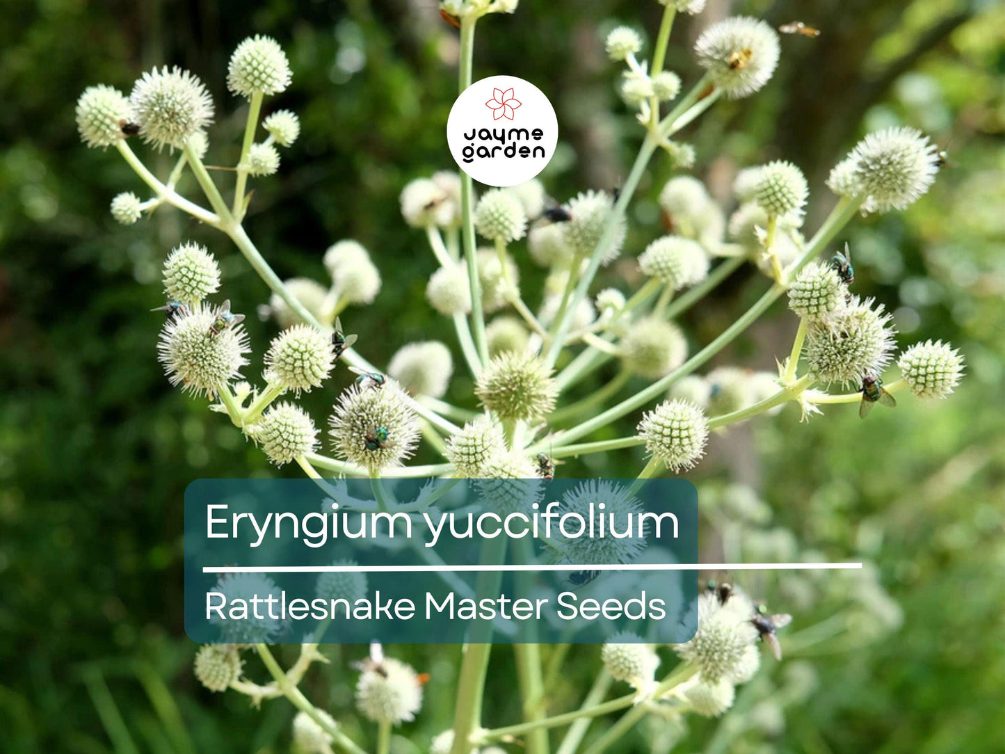 250 Seeds Eryngium Yuccifolium | Rattlesnake Master Seeds for Planting | Unique Spiky Flower | Drought-Tolerant Native Perennial