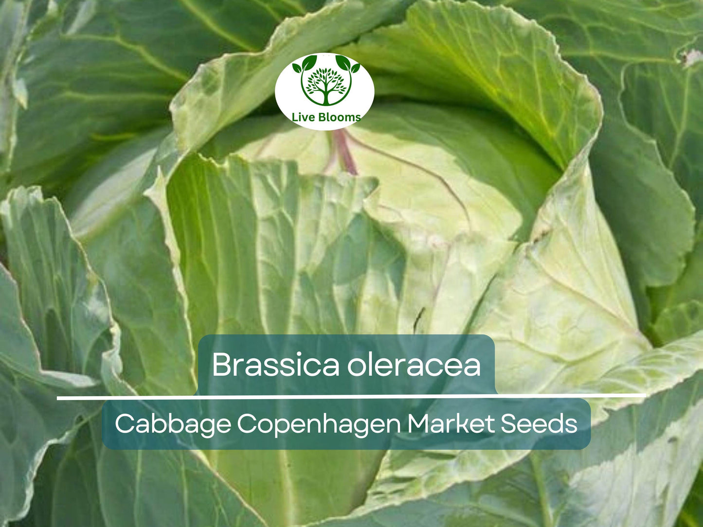 250 Seeds Cabbage Copenhagen Market - Brassica oleracea | Heirloom Cabbage Seeds for Planting, Gardening & Fresh Crisp Harvests