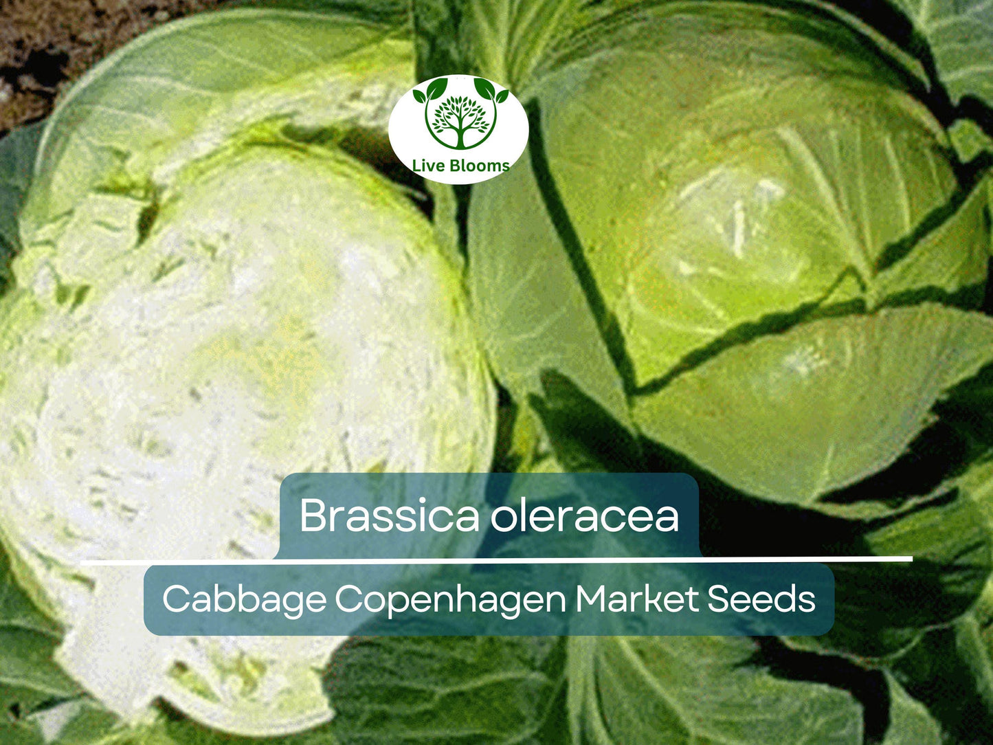 250 Seeds Cabbage Copenhagen Market - Brassica oleracea | Heirloom Cabbage Seeds for Planting, Gardening & Fresh Crisp Harvests