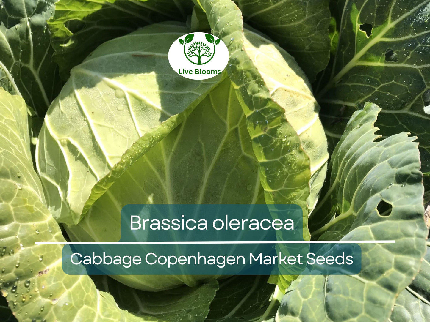 250 Seeds Cabbage Copenhagen Market - Brassica oleracea | Heirloom Cabbage Seeds for Planting, Gardening & Fresh Crisp Harvests