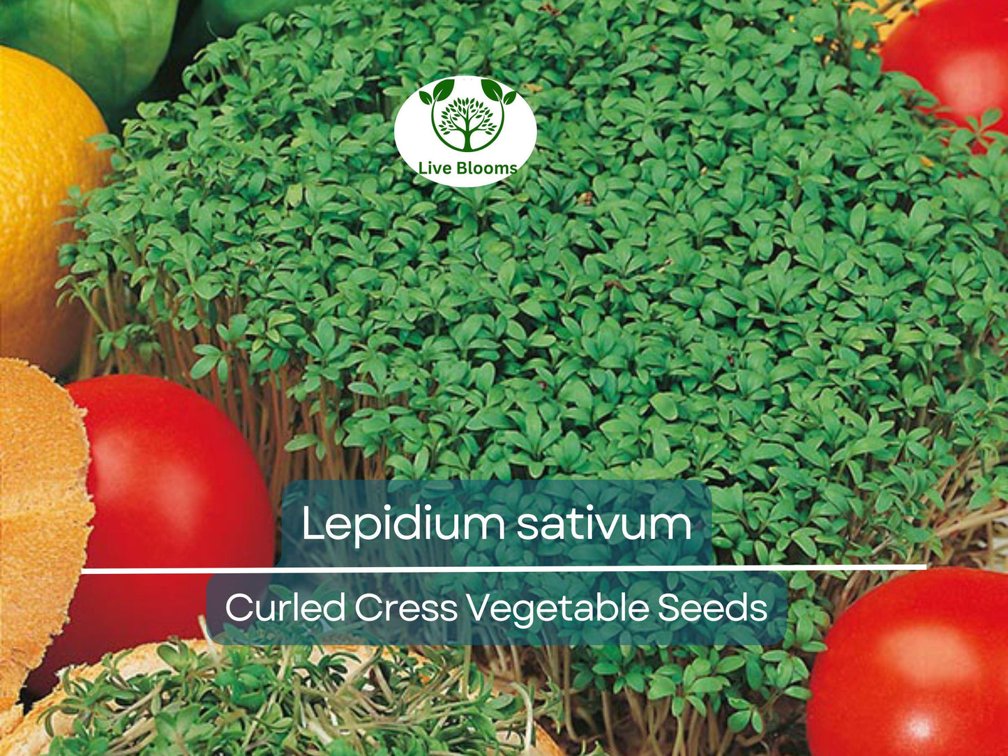 800 Seeds Curled Cress / Pepper Cress / Garden Cress - Lepidium sativum | Heirloom Seeds for Planting & Fresh, Tangy Harvest
