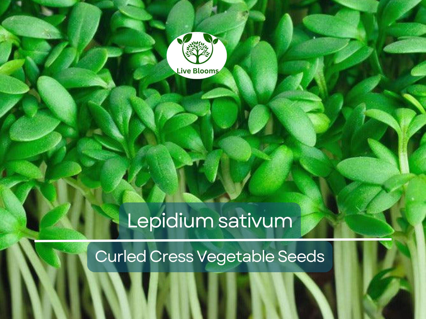 800 Seeds Curled Cress / Pepper Cress / Garden Cress - Lepidium sativum | Heirloom Seeds for Planting & Fresh, Tangy Harvest