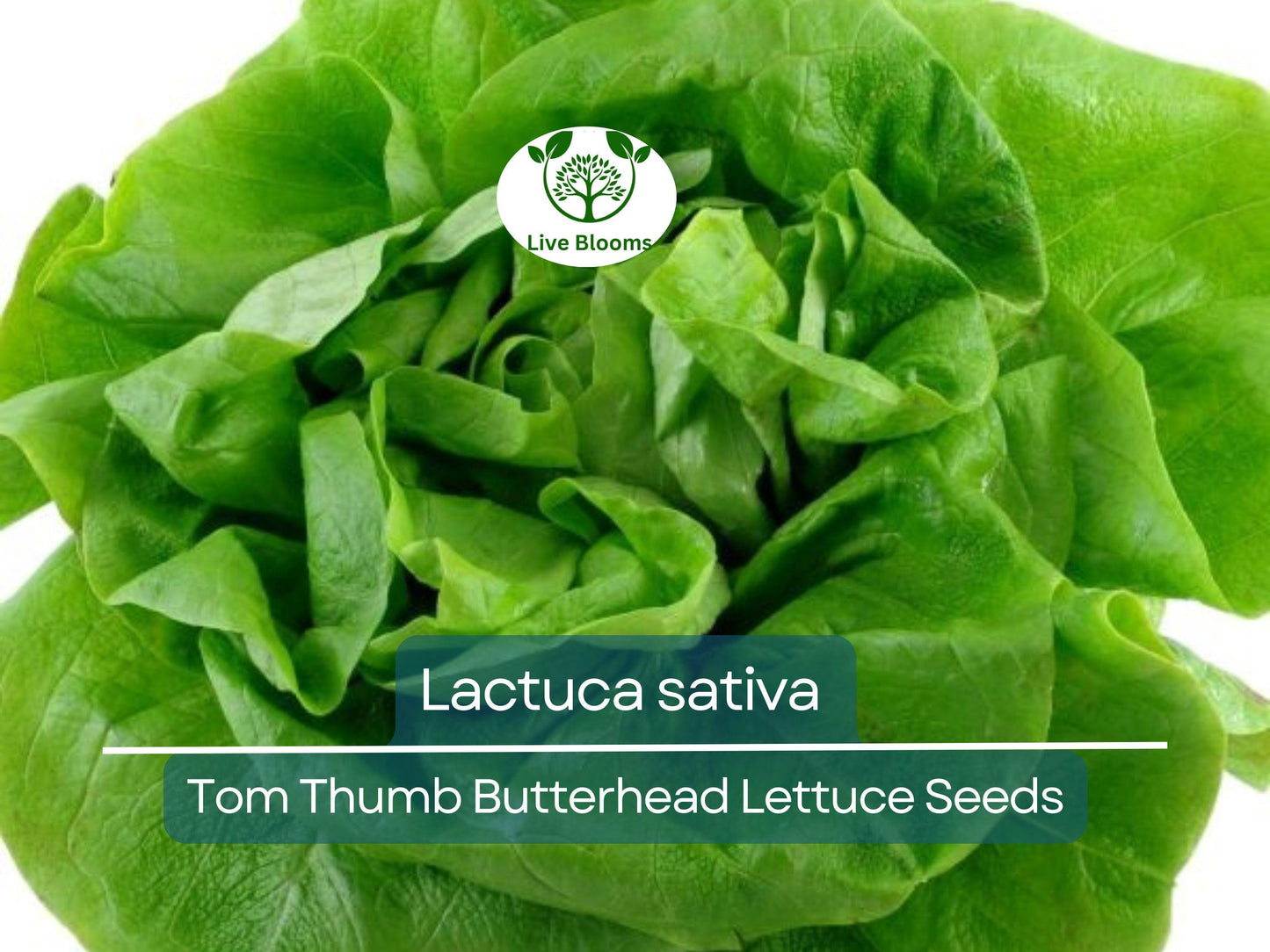 700 Seeds Tom Thumb Butterhead Lettuce – Lactuca sativa | Heirloom Mini Butterhead Lettuce for Planting & Fresh, Compact Harvests