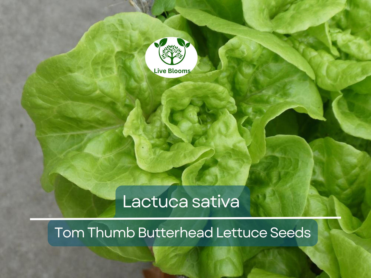 700 Seeds Tom Thumb Butterhead Lettuce – Lactuca sativa | Heirloom Mini Butterhead Lettuce for Planting & Fresh, Compact Harvests