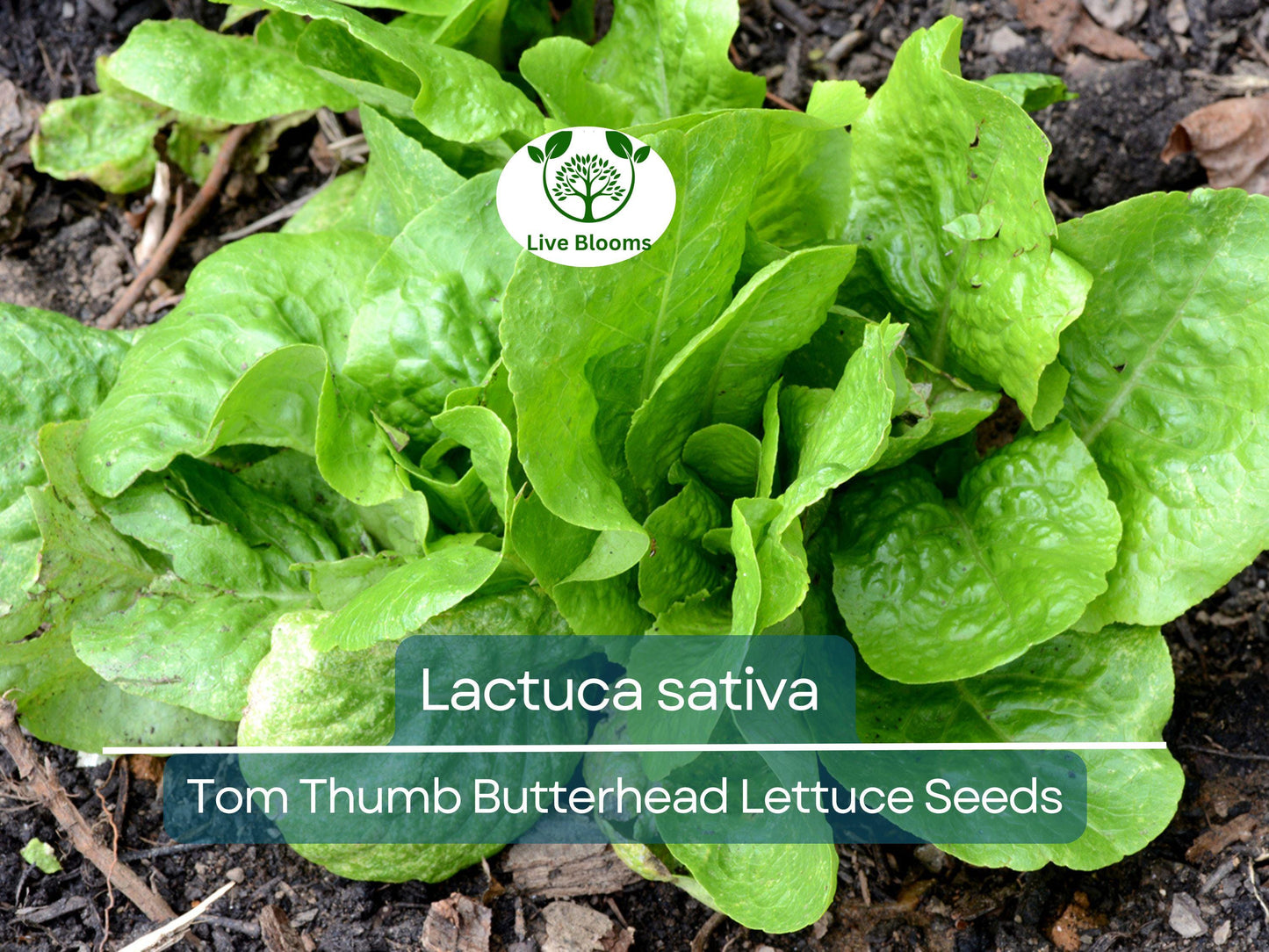 700 Seeds Tom Thumb Butterhead Lettuce – Lactuca sativa | Heirloom Mini Butterhead Lettuce for Planting & Fresh, Compact Harvests