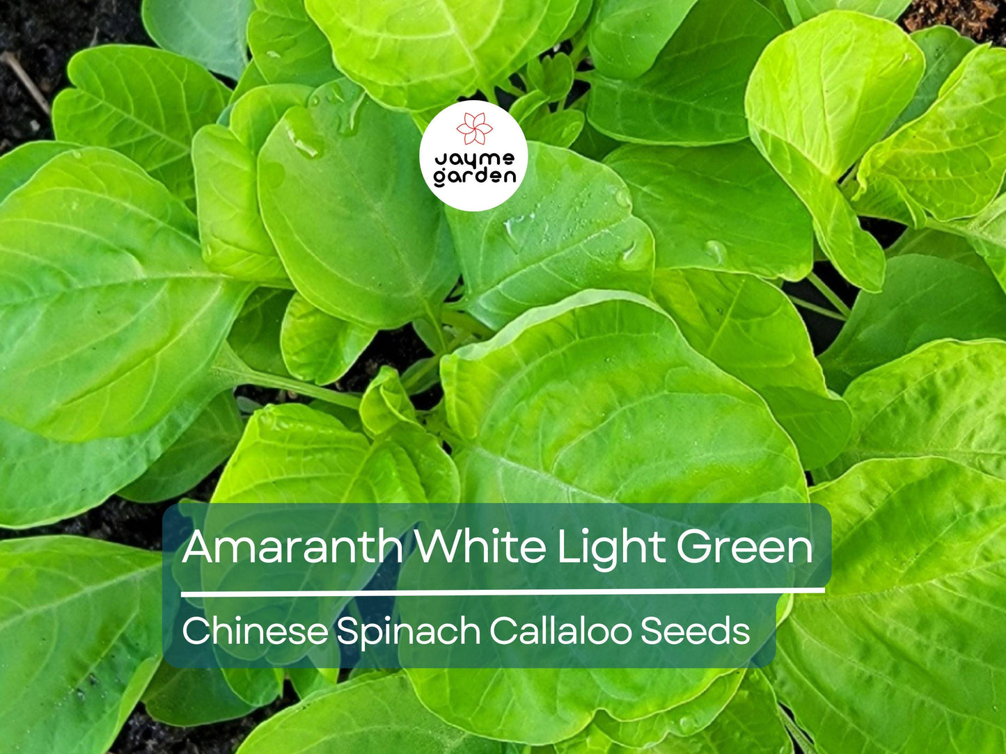 500 Seeds Edible Amaranth White (Light Green) | Nutritious Vegetable Seeds for Planting | Fast Growin Heat & Drought Tolerant Leafy Callaloo
