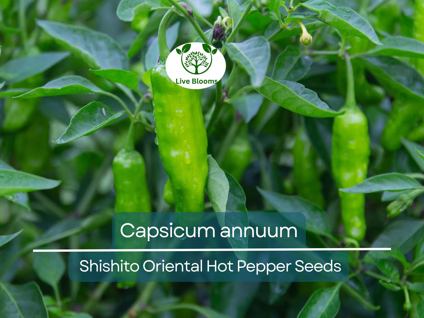 250 mg Seeds Shishito Oriental Hot Pepper – Capsicum annuum | Mildly Spicy Japanese Pepper for Planting, Sautéing & Grillin