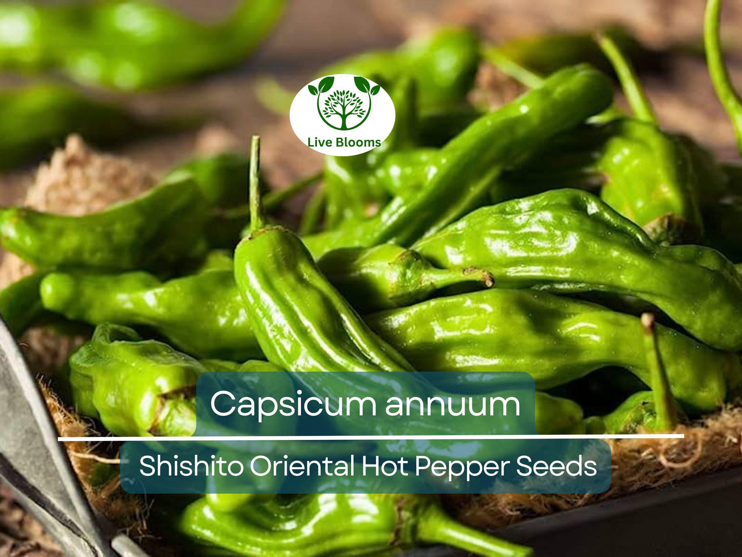 250 mg Seeds Shishito Oriental Hot Pepper – Capsicum annuum | Mildly Spicy Japanese Pepper for Planting, Sautéing & Grillin