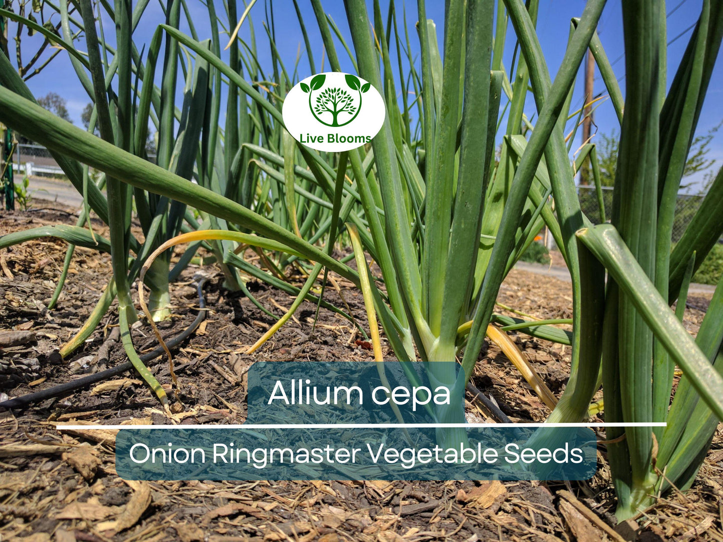 250 mg Seeds Onion Ringmaster – Allium cepa Heirloom Variety for Planting | Sweet, Mild, Perfect for Rings & Cooking