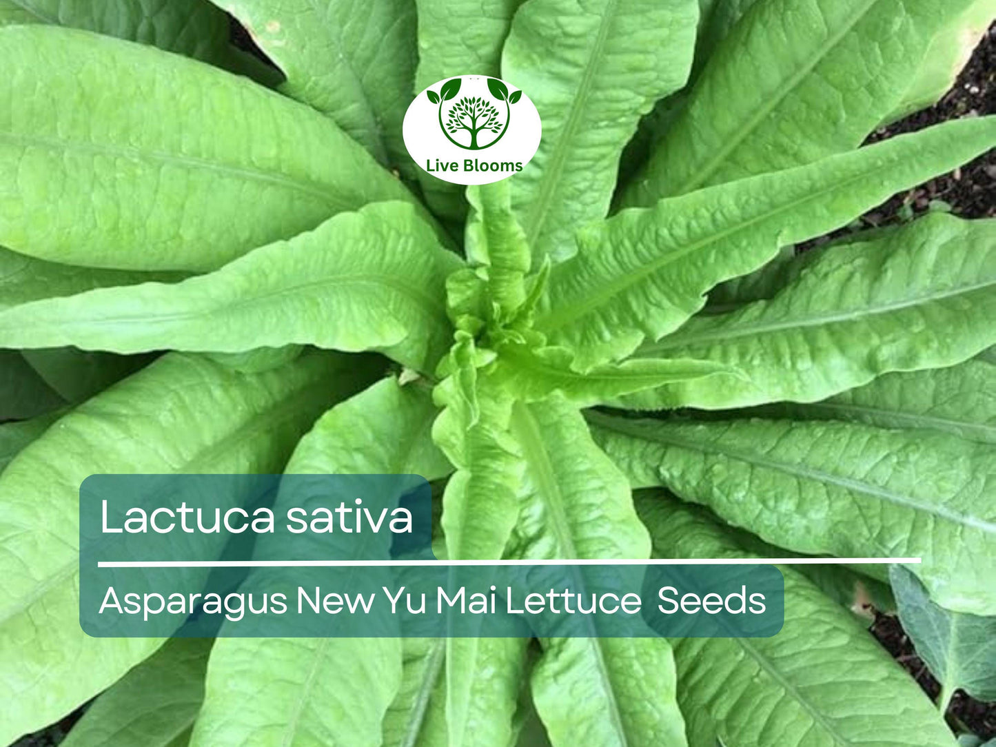 300 Asparagus Lettuce Seeds - New Yu Mai | Lactuca sativa | Unique Stem & Leaf Lettuce for Planting, Asian Cuisine, Crisp Texture