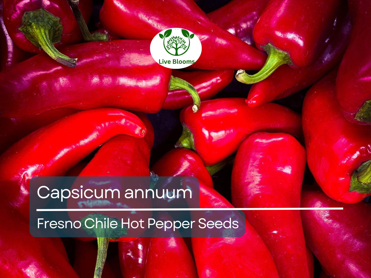 250 mg Fresno Chile Hot Pepper Seeds - Capsicum annuum | Heirloom Pepper for Planting, Spicy and Flavorful, Great for Salsas & Cooking