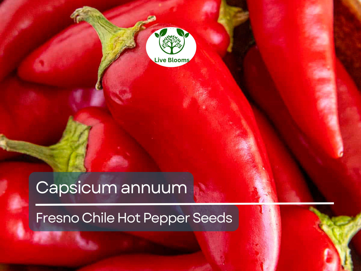 250 mg Fresno Chile Hot Pepper Seeds - Capsicum annuum | Heirloom Pepper for Planting, Spicy and Flavorful, Great for Salsas & Cooking