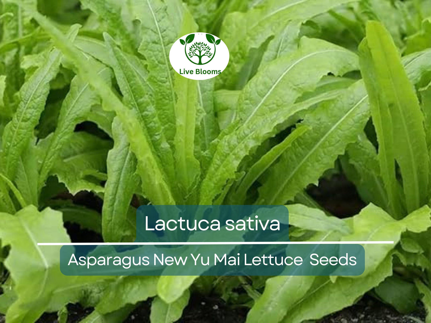 300 Asparagus Lettuce Seeds - New Yu Mai | Lactuca sativa | Unique Stem & Leaf Lettuce for Planting, Asian Cuisine, Crisp Texture