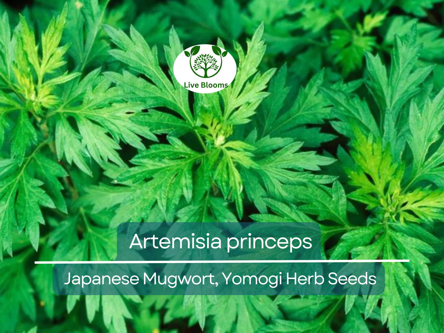 100 Seeds Japanese Mugwort (Artemisia princeps, Yomogi) Herb for Planting | Culinary, Aromatic Herb