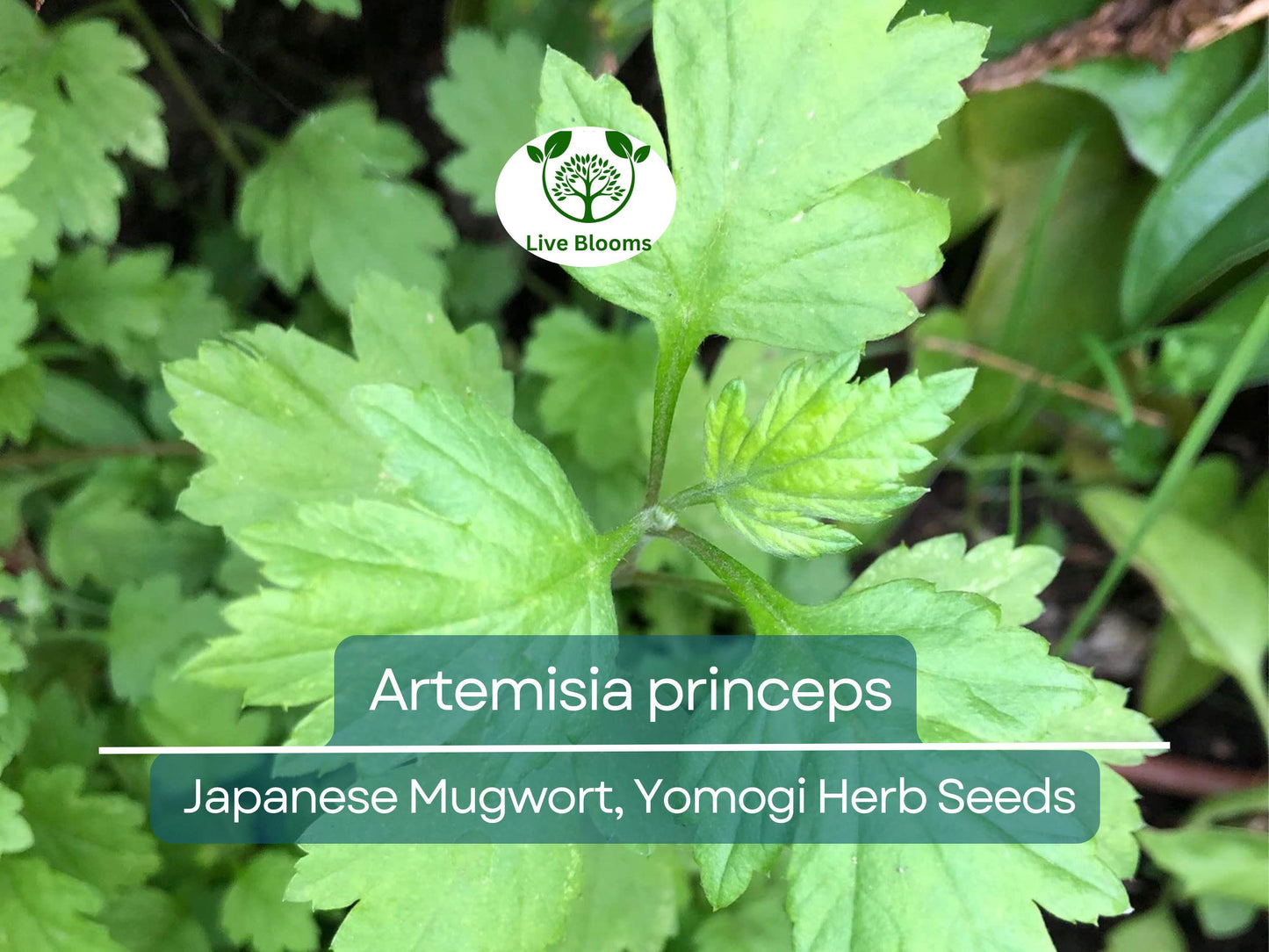 100 Seeds Japanese Mugwort (Artemisia princeps, Yomogi) Herb for Planting | Culinary, Aromatic Herb
