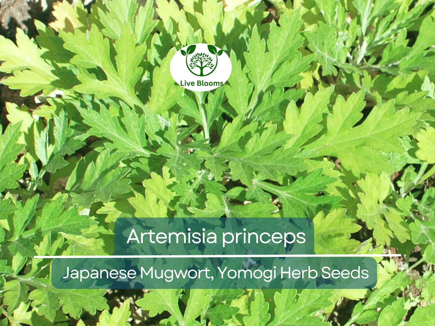 100 Seeds Japanese Mugwort (Artemisia princeps, Yomogi) Herb for Planting | Culinary, Aromatic Herb