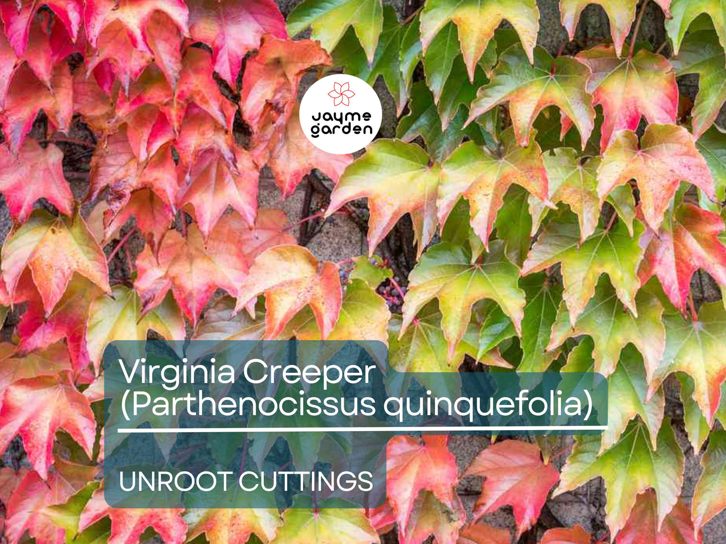 5 Unroot Cuttings Virginia Creeper Vine (Parthenocissus quinquefolia) - Five-Leaved Ivy for Garden, Wall Covering & Outdoor Landscaping