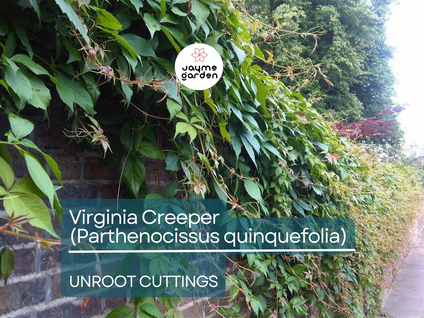 5 Unroot Cuttings Virginia Creeper Vine (Parthenocissus quinquefolia) - Five-Leaved Ivy for Garden, Wall Covering & Outdoor Landscaping