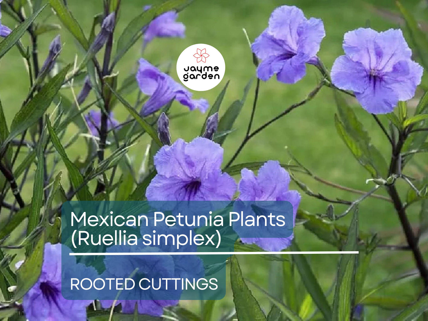 10 Rooted Cuttings Mexican Petunia (Ruellia simplex) - Purple Perennial Flowers - Mexican Bluebell or Britton's Wild Petunia for Garden