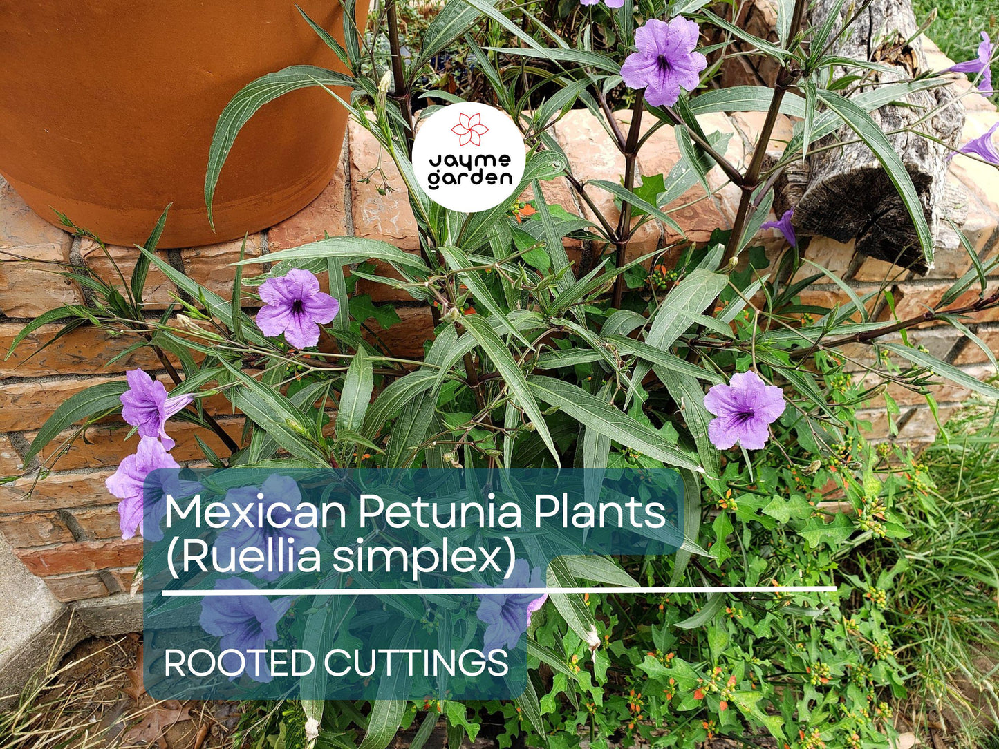 10 Rooted Cuttings Mexican Petunia (Ruellia simplex) - Purple Perennial Flowers - Mexican Bluebell or Britton's Wild Petunia for Garden