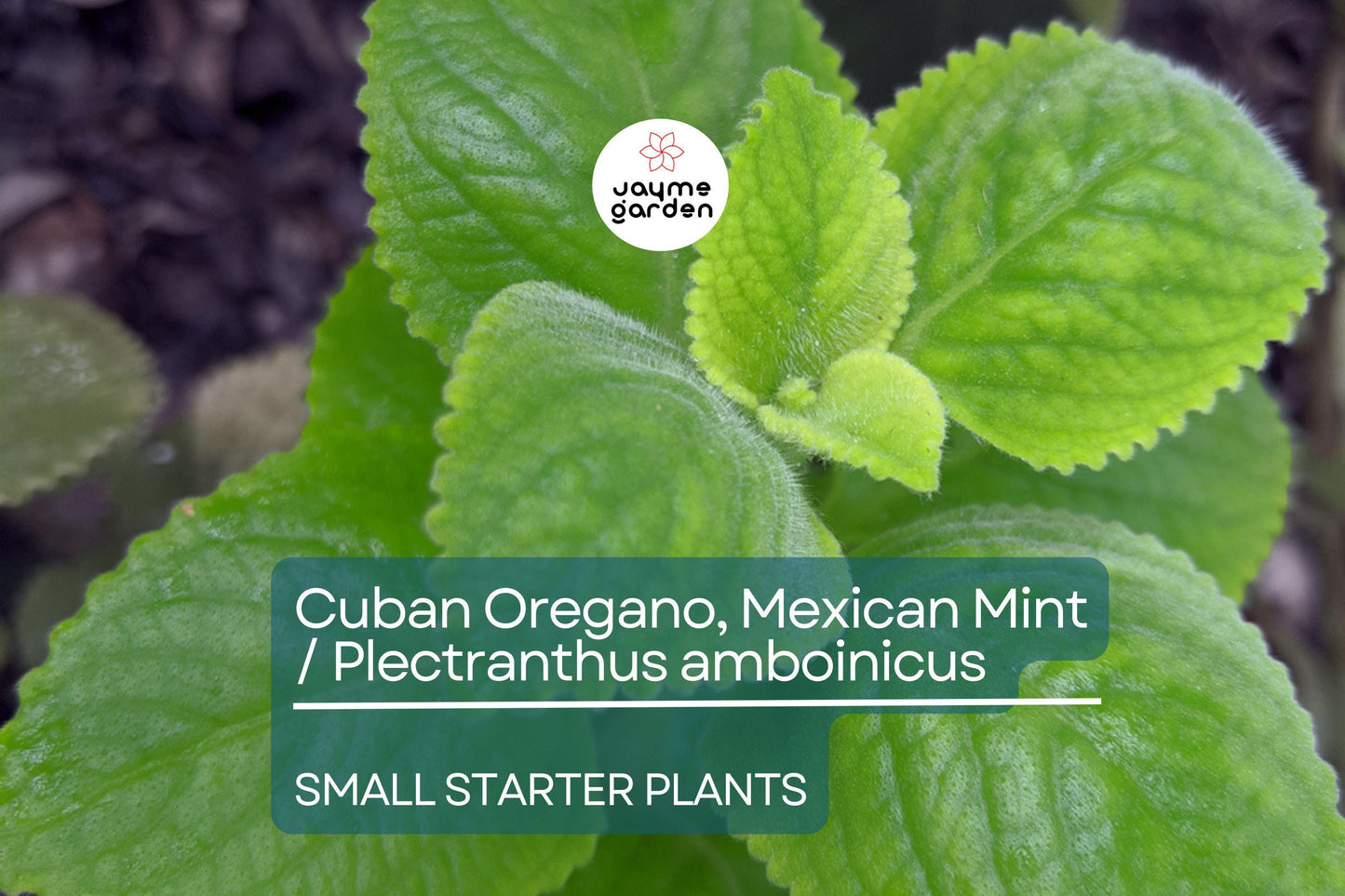 2 Starter Plants Cuban Oregano ~ Mexican Mint - Live Herb 5-7 Inches Tall - Well Rooted Bare Root Jamaican Broadleaf Thyme, Indian Borage