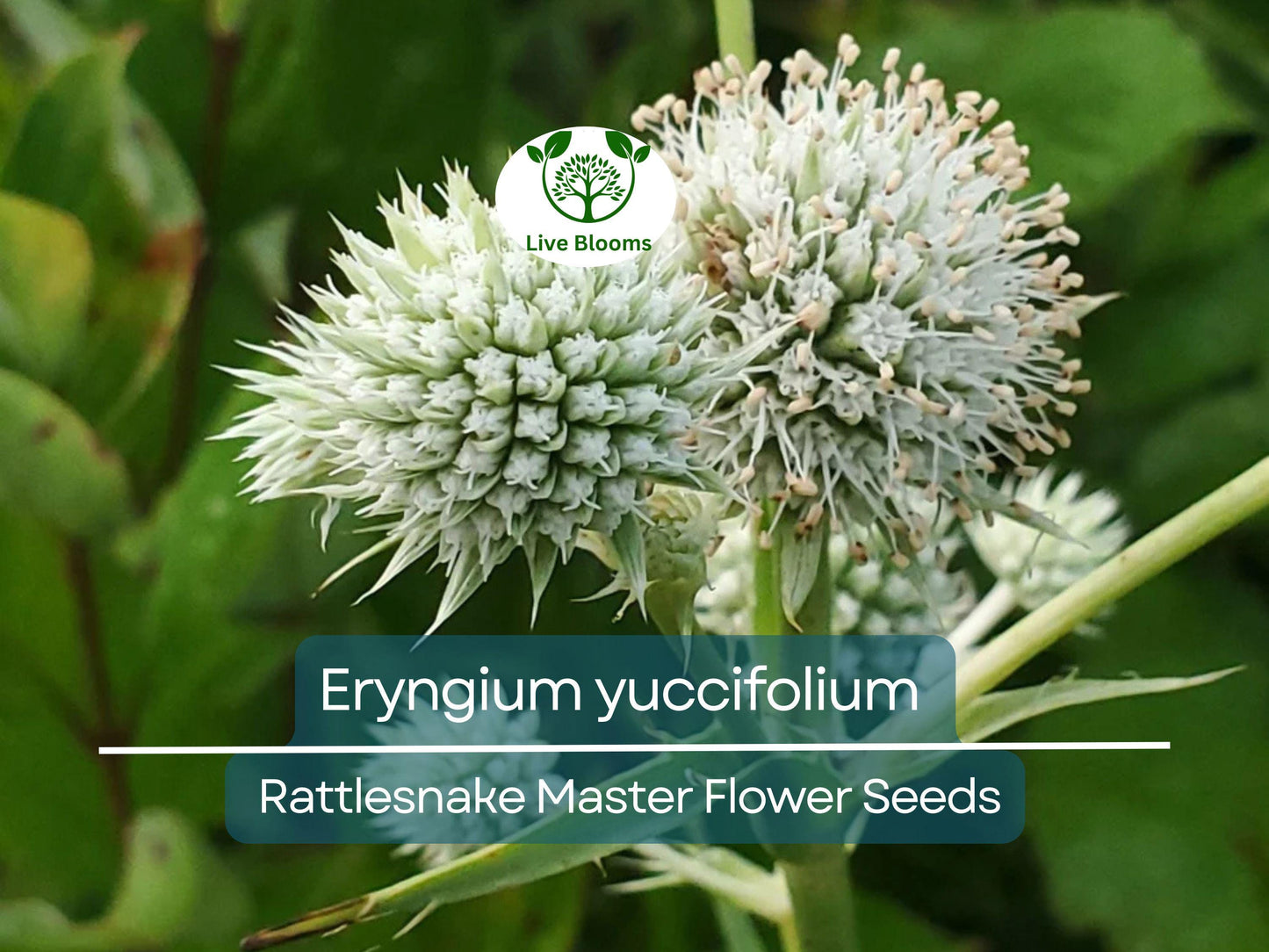 1 Gram Seeds Eryngium yuccifolium (Rattlesnake Master) for Planting | Unique Native Perennial for Gardens, Prairies, and Landscaping