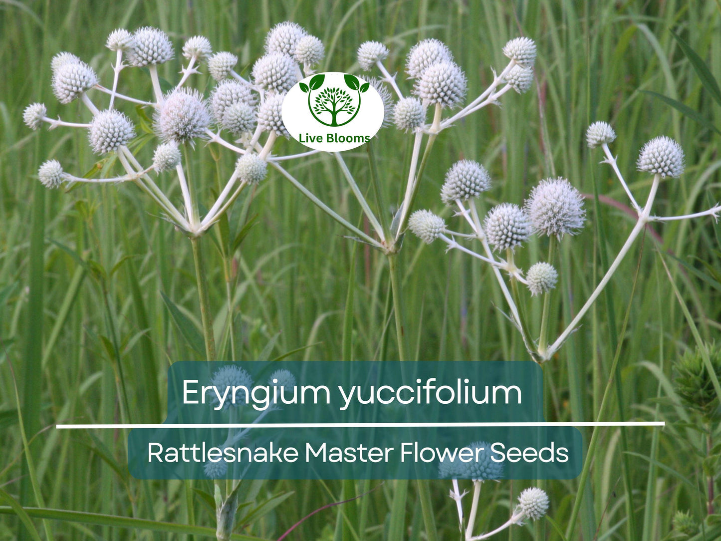 1 Gram Seeds Eryngium yuccifolium (Rattlesnake Master) for Planting | Unique Native Perennial for Gardens, Prairies, and Landscaping
