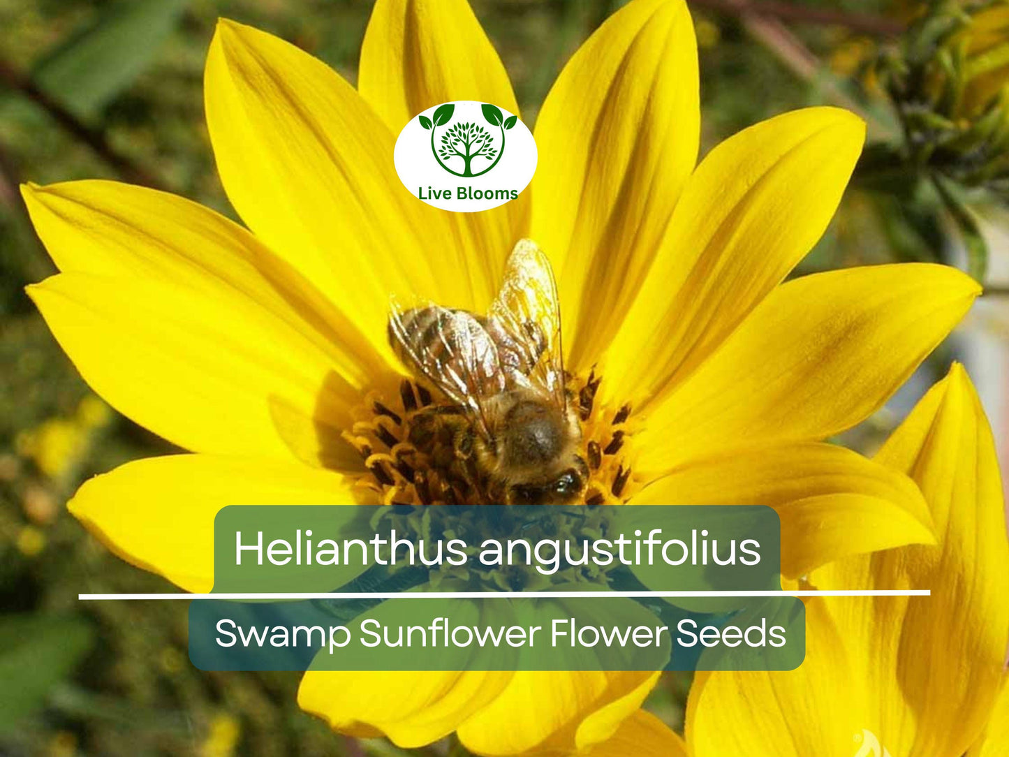 250 mg Seeds Helianthus angustifolius (Swamp Sunflower) for Planting | Vibrant Native Wildflower for Wetlands & Pollinator Gardens
