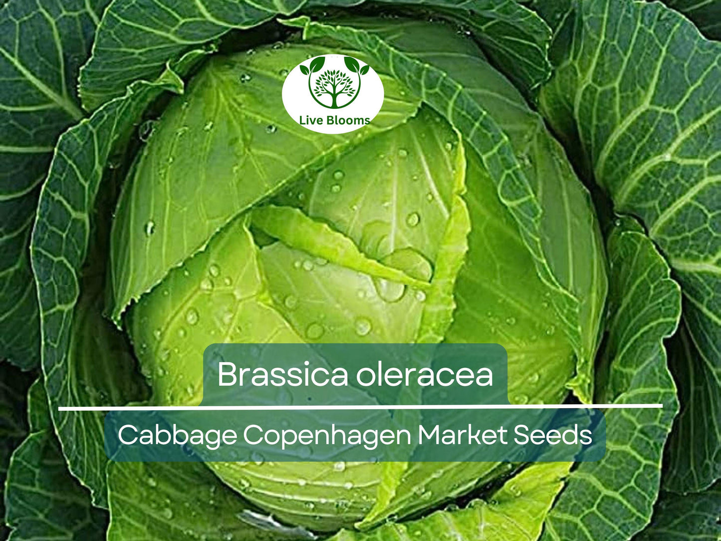 250 Seeds Cabbage Copenhagen Market - Brassica oleracea | Heirloom Cabbage Seeds for Planting, Gardening & Fresh Crisp Harvests