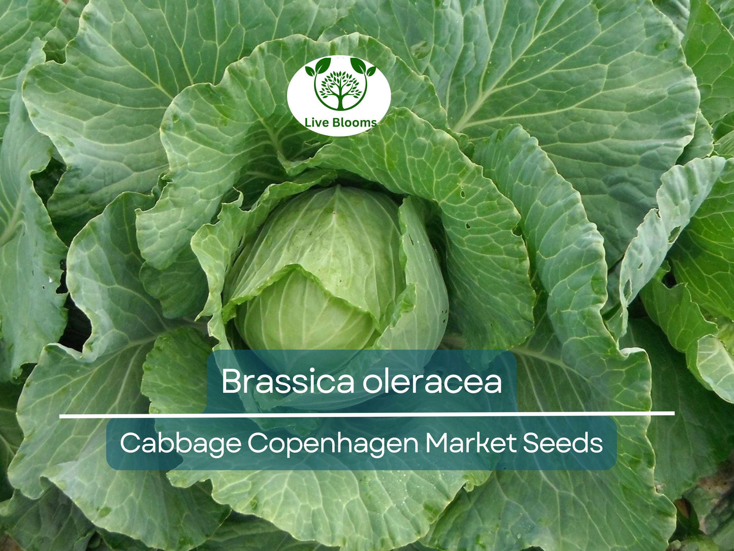 250 Seeds Cabbage Copenhagen Market - Brassica oleracea | Heirloom Cabbage Seeds for Planting, Gardening & Fresh Crisp Harvests