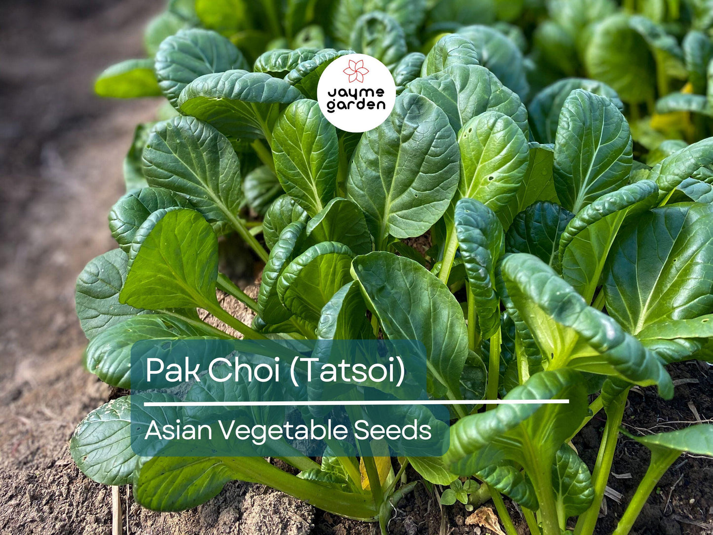 500mg Pak Choi Tatsoi Seeds for Planting - Heirloom Non-GMO Asian Greens - Fast-Growing for Stir-Fries, Salads & Garden Vegetables