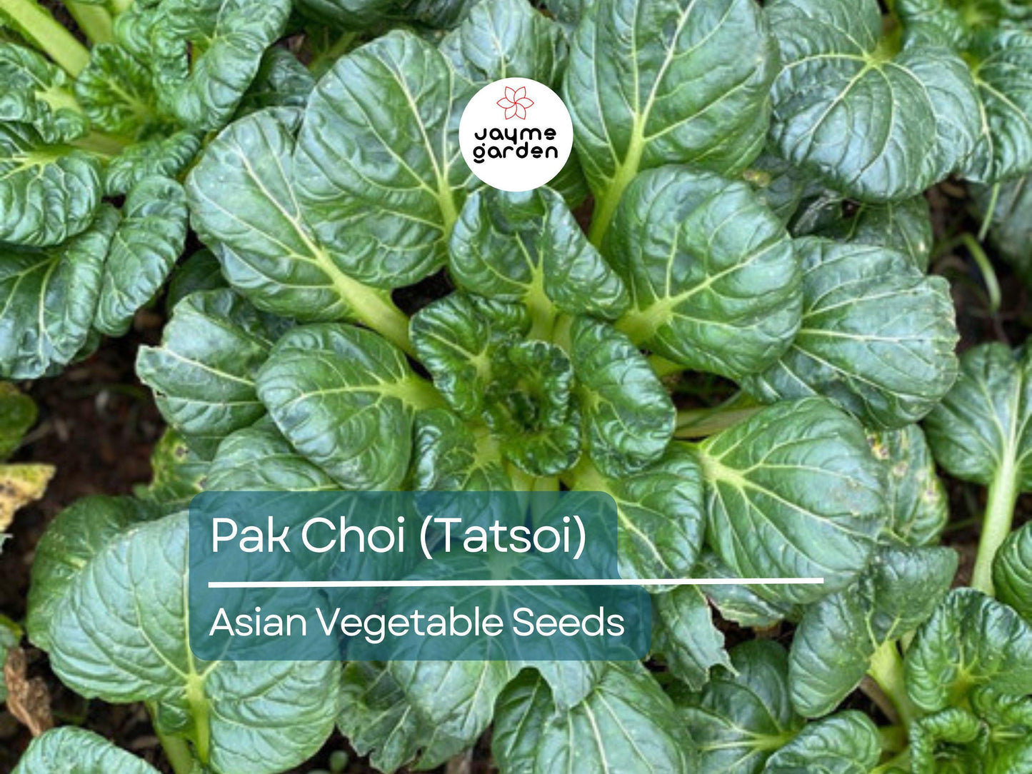 500mg Pak Choi Tatsoi Seeds for Planting - Heirloom Non-GMO Asian Greens - Fast-Growing for Stir-Fries, Salads & Garden Vegetables