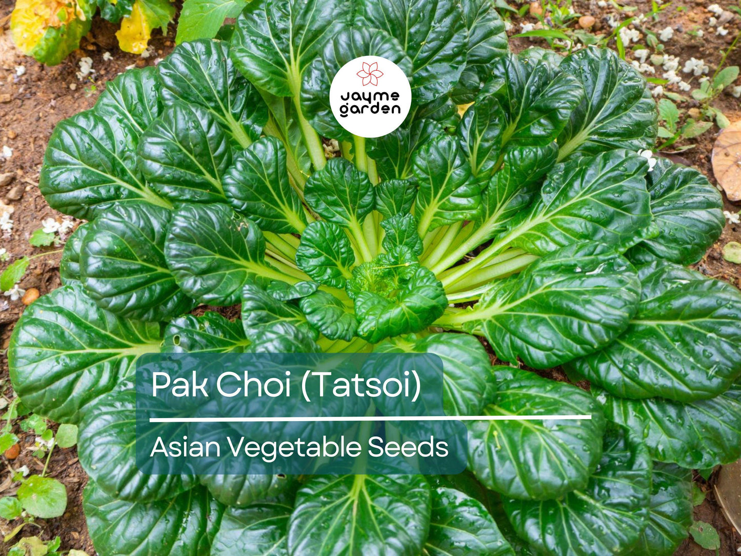 500mg Pak Choi Tatsoi Seeds for Planting - Heirloom Non-GMO Asian Greens - Fast-Growing for Stir-Fries, Salads & Garden Vegetables