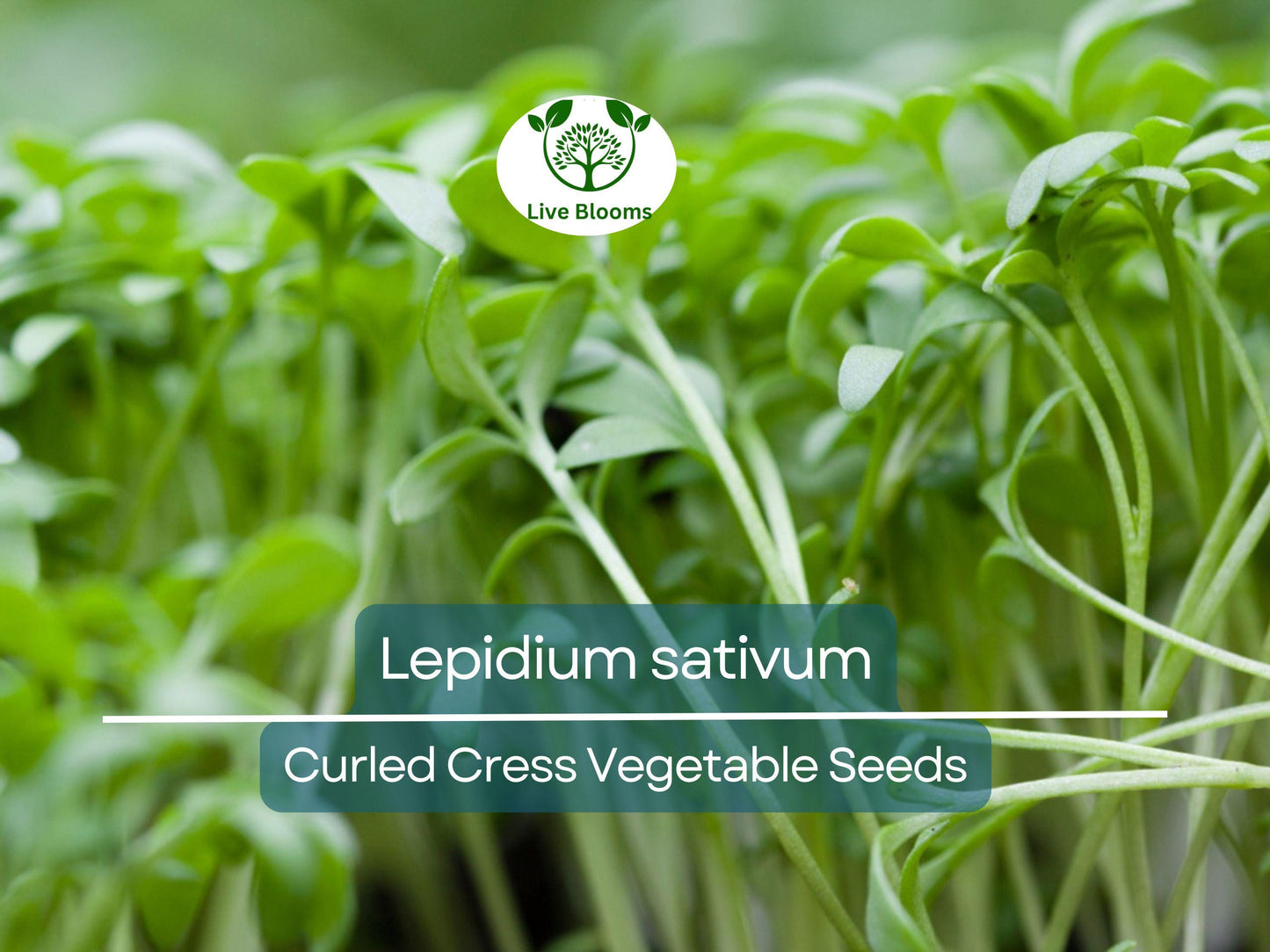 800 Seeds Curled Cress / Pepper Cress / Garden Cress - Lepidium sativum | Heirloom Seeds for Planting & Fresh, Tangy Harvest