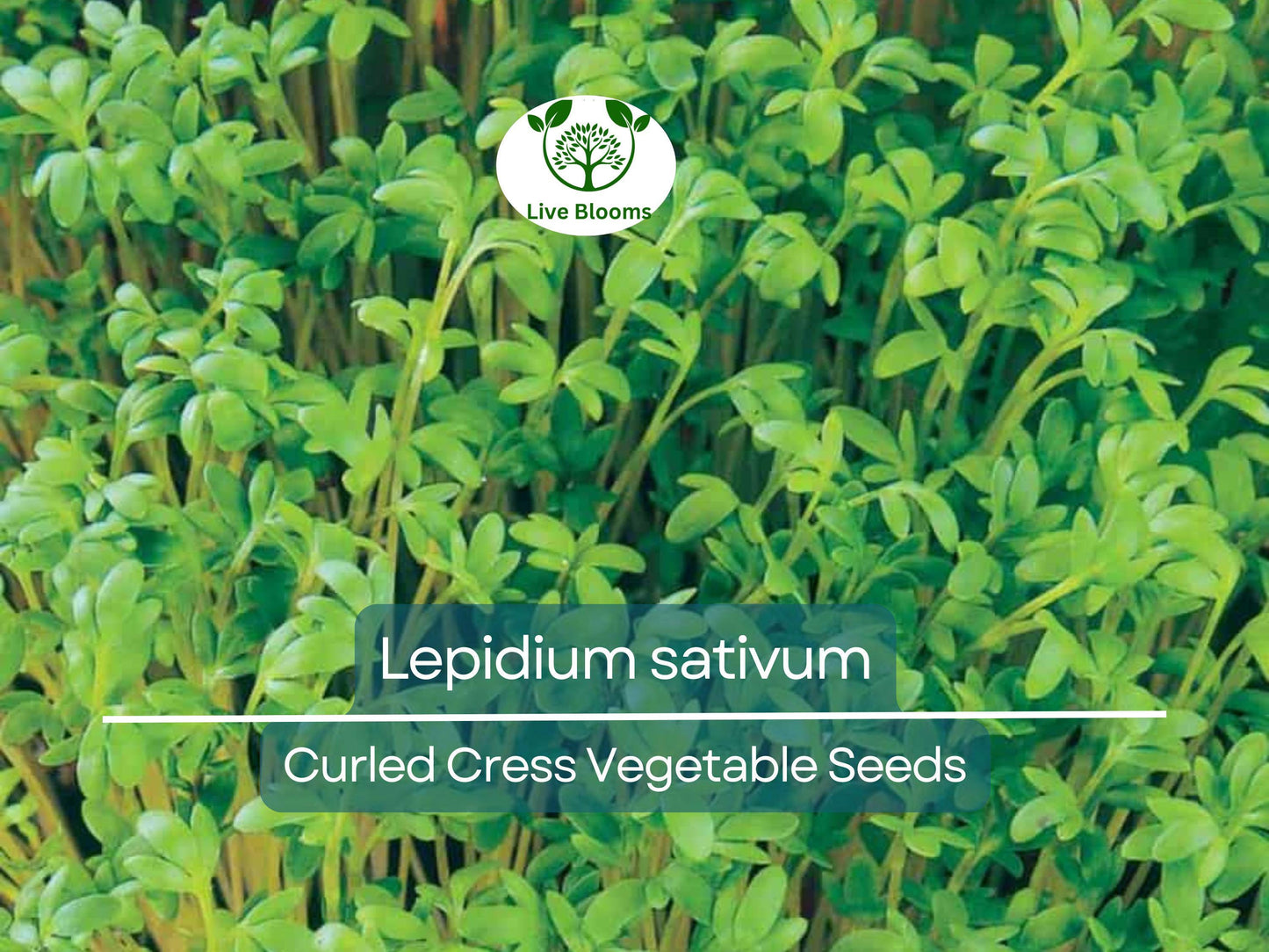 800 Seeds Curled Cress / Pepper Cress / Garden Cress - Lepidium sativum | Heirloom Seeds for Planting & Fresh, Tangy Harvest