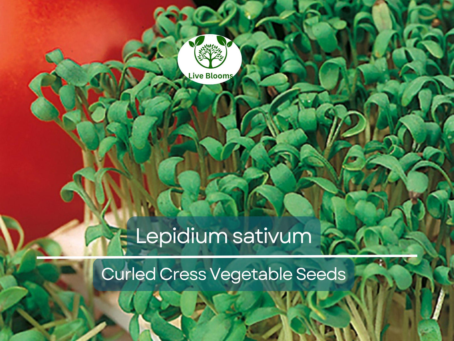 800 Seeds Curled Cress / Pepper Cress / Garden Cress - Lepidium sativum | Heirloom Seeds for Planting & Fresh, Tangy Harvest